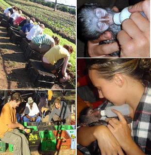 Planting veges, feeding orphan baby monkeys and baboons, preparing food for animals.